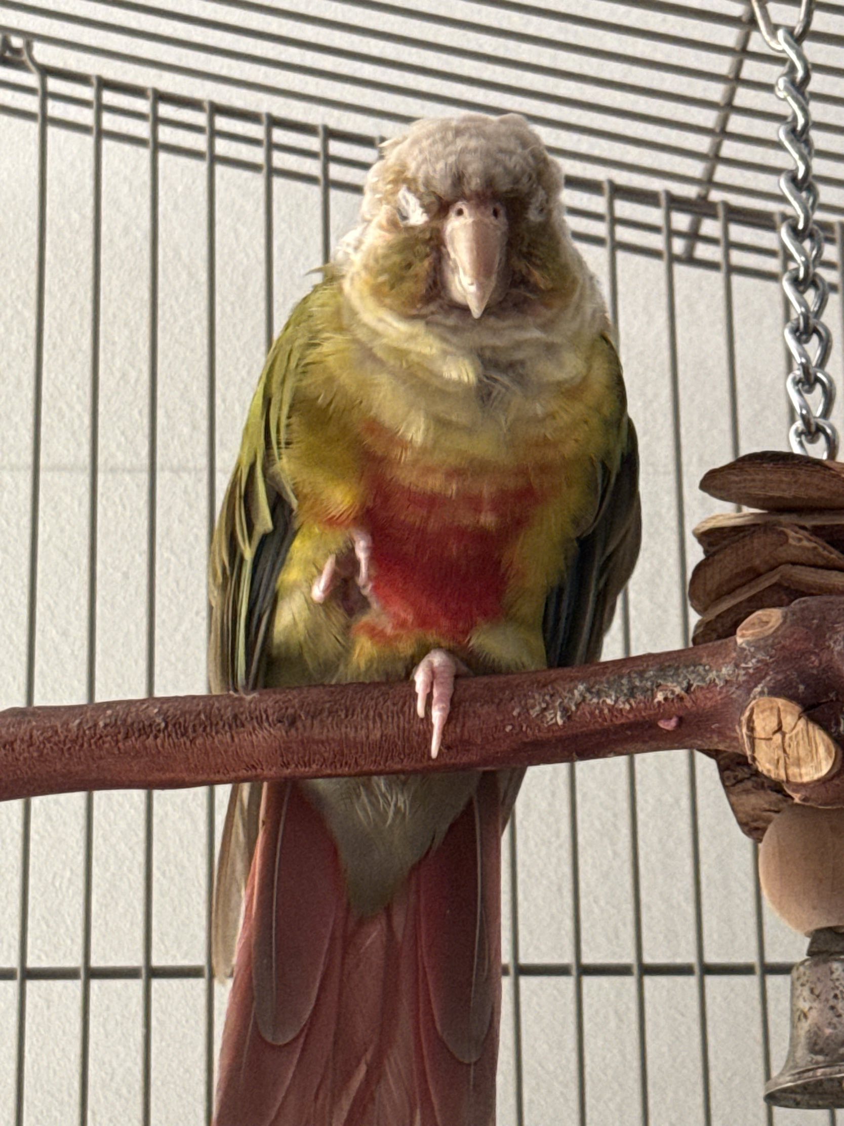 Tango perched in his cage