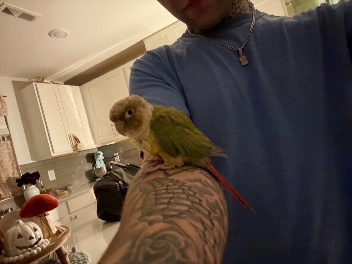 Tango relaxing on an arm