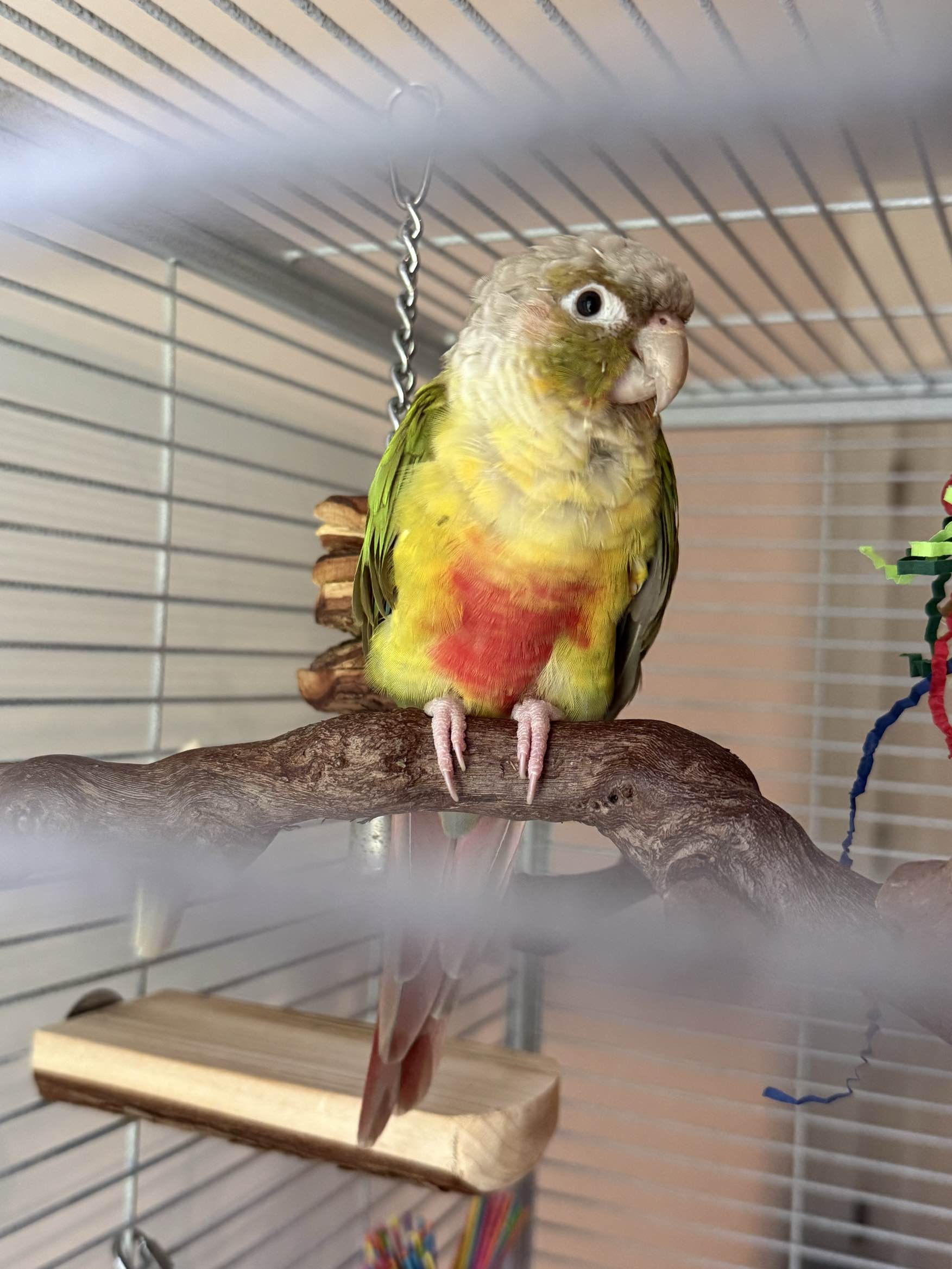Tango exploring his colorful toy
