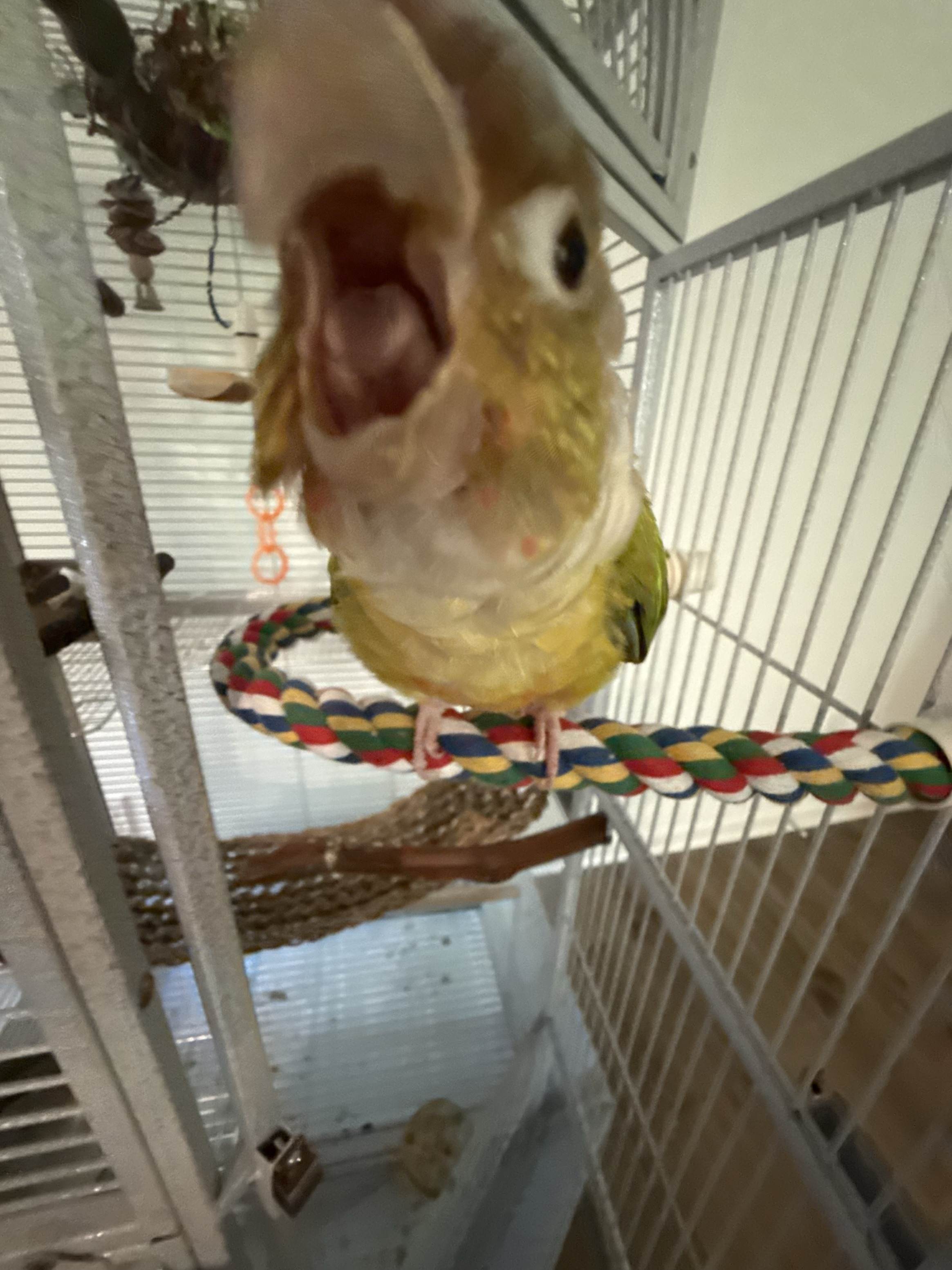 Tango getting close to the camera
